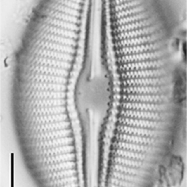 Diploneis lusatica LM2