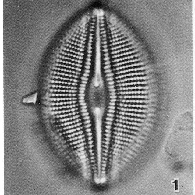 Diploneis Parma Lectotype