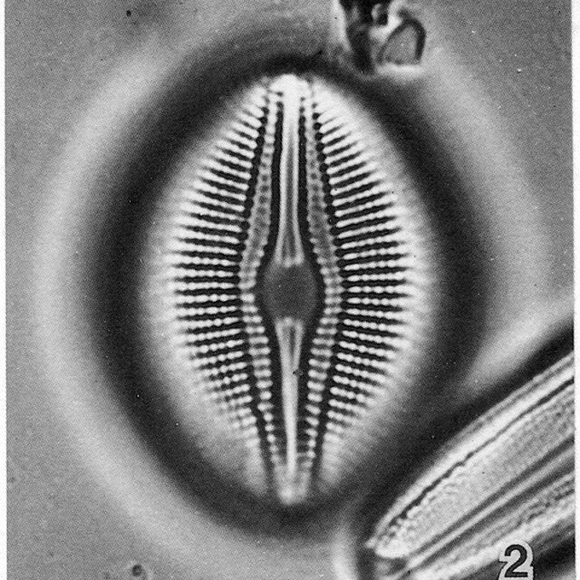 Diploneis Parma Lectotype2