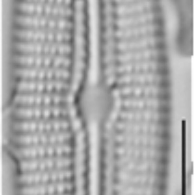 Diploneis potapovae LM1