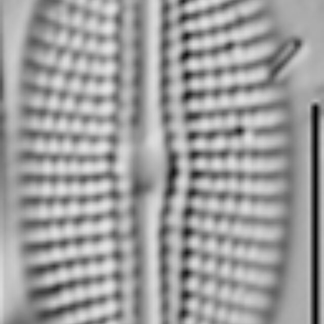 Diploneis potapovae LM3