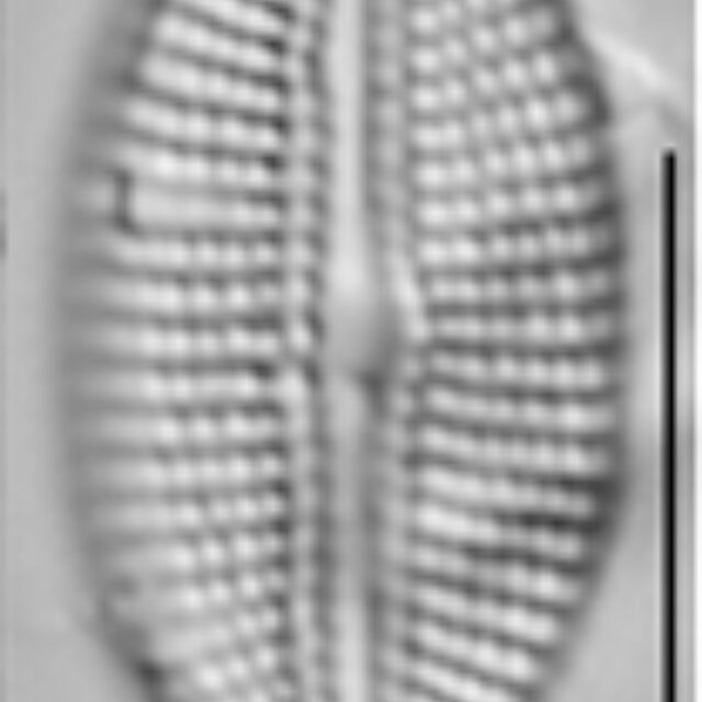 Diploneis potapovae LM5