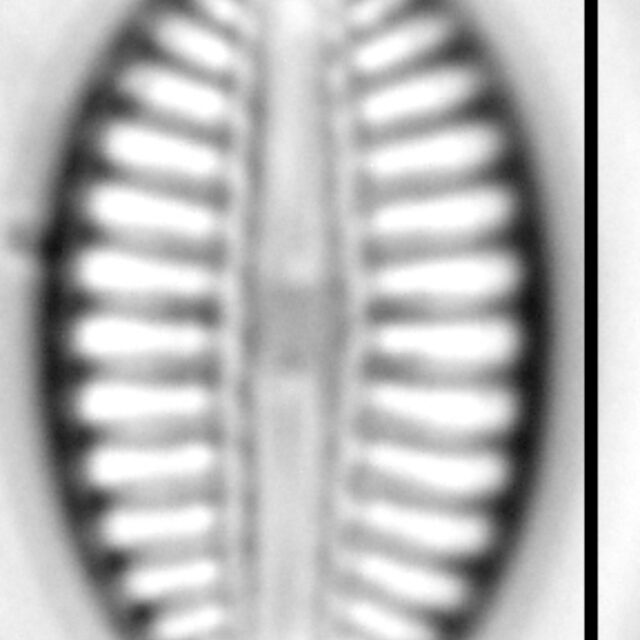 Diploneis puella LM6