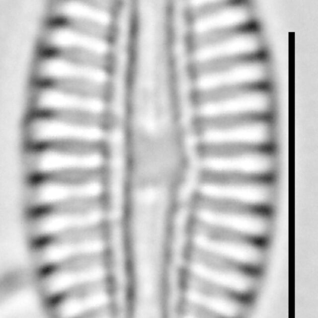 Diploneis puella LM5