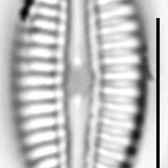 Diploneis puella LM4