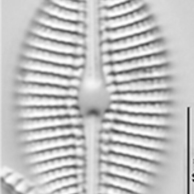 Diploneis Puellafallax Lm4