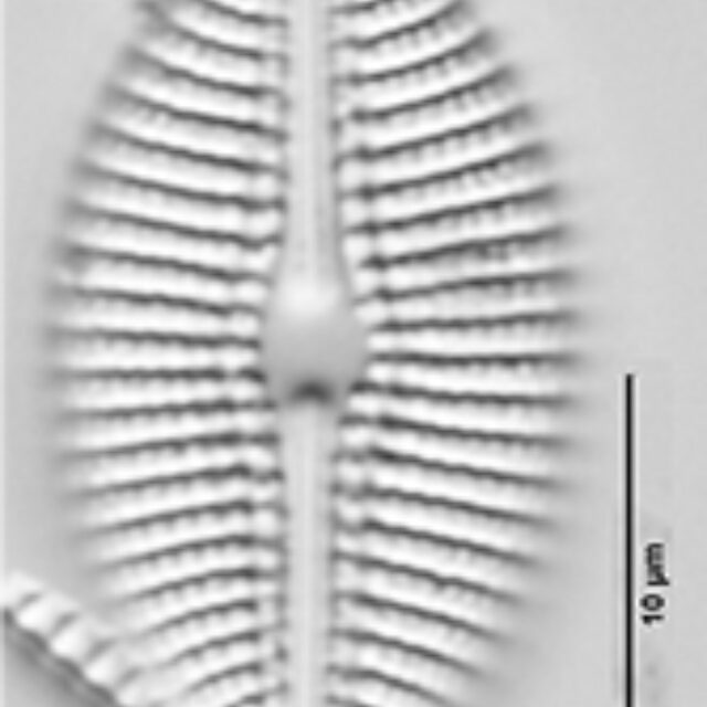 Diploneis Puellafallax LM3