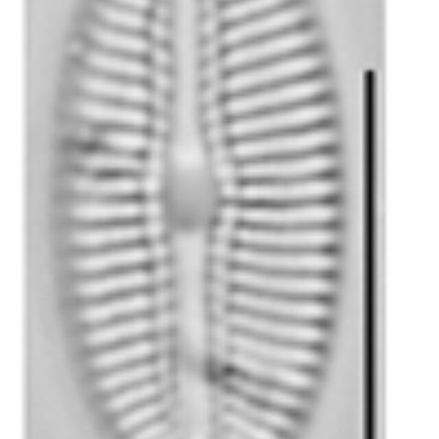 Diploneis voigtiana LM8