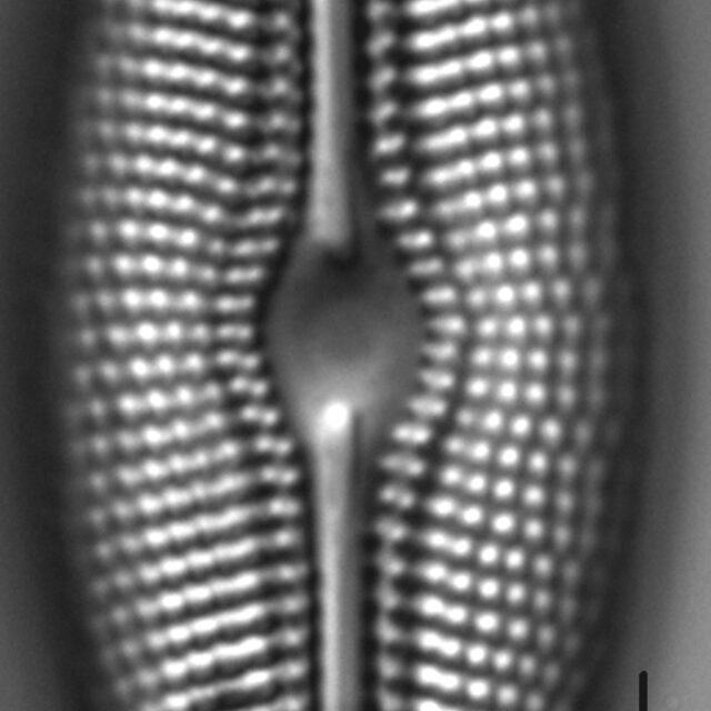 Diploneis krammeri LM4