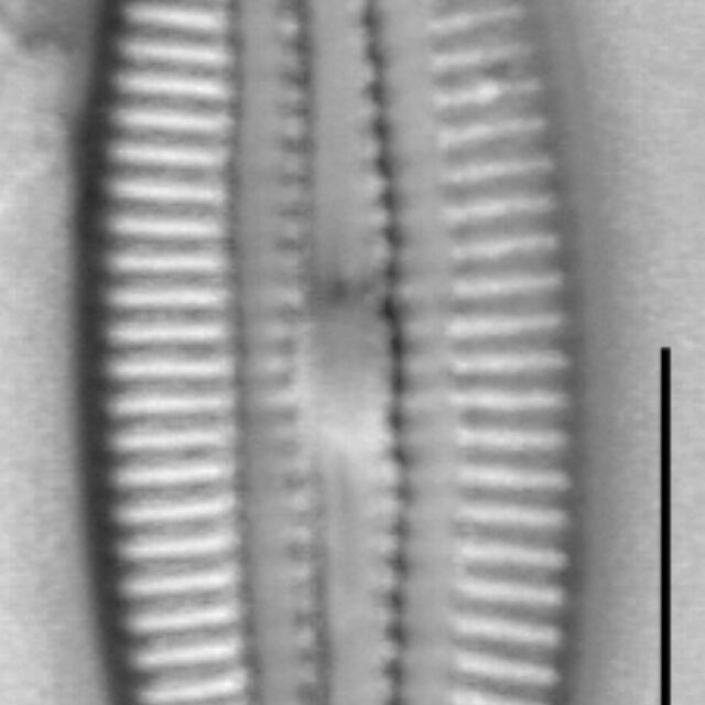 Diploneis marinestriata LM1