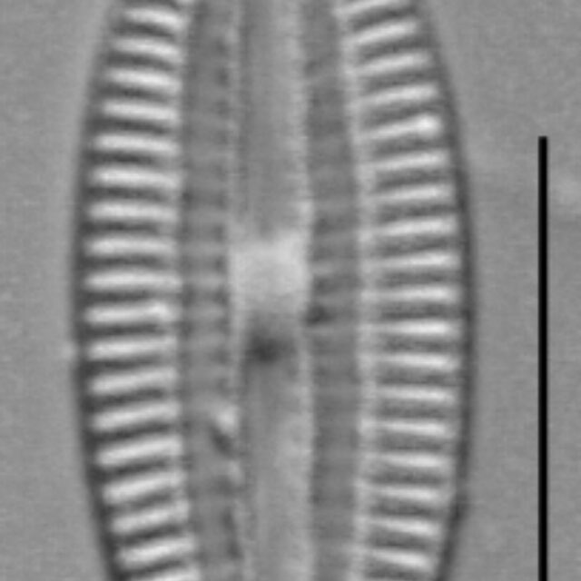 Diploneis submarginestriata LM4