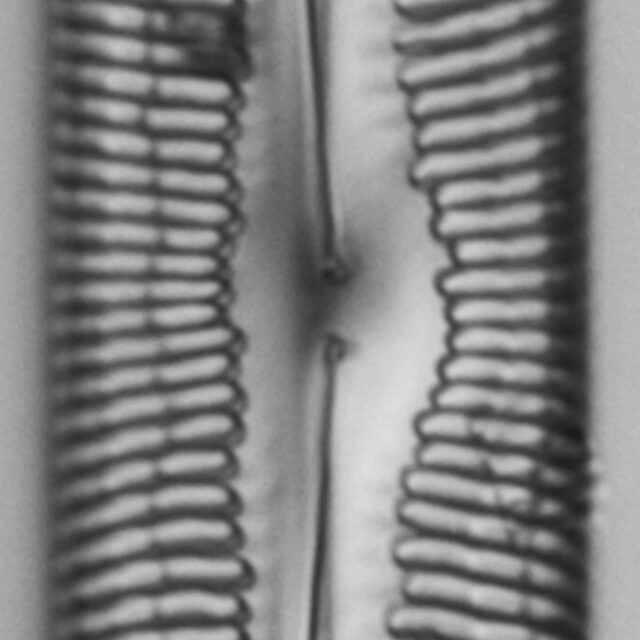 Pinnularia spinifera LM2