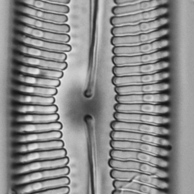 Pinnularia spinifera LM6