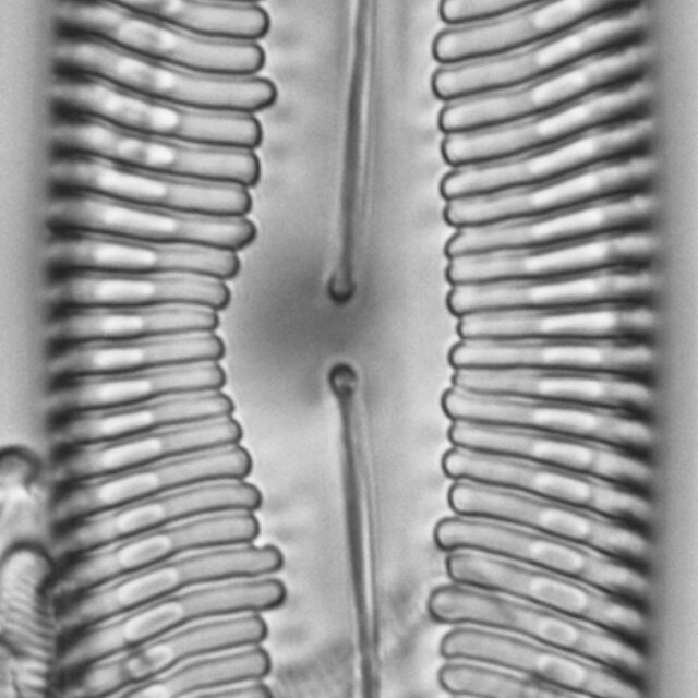 Pinnularia spinifera LM3