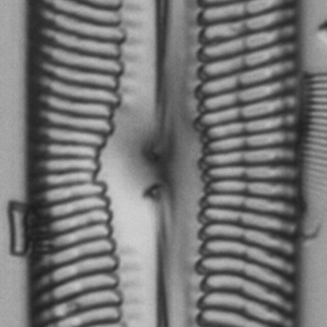 Pinnularia spinifera EM100012 TYPE8