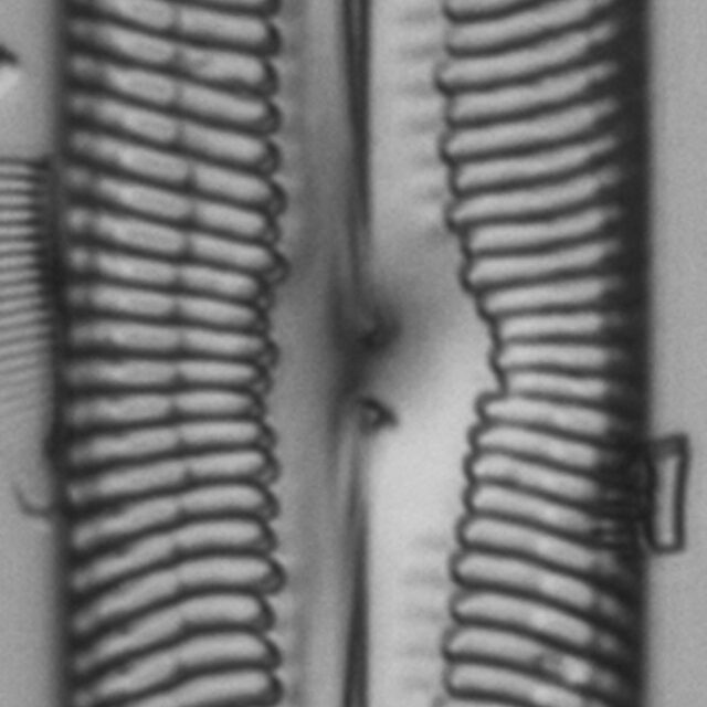 Pinnularia spinifera LM7