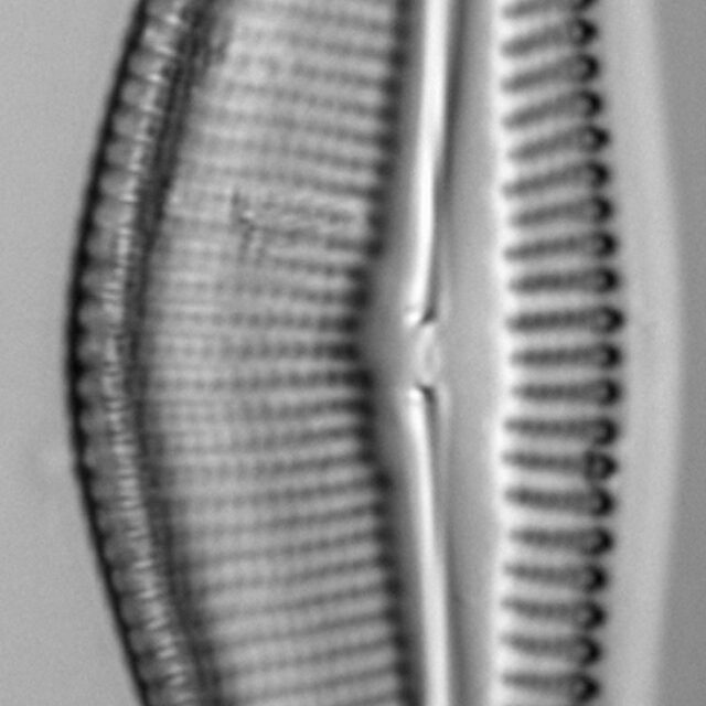 Encyonema latum LM3