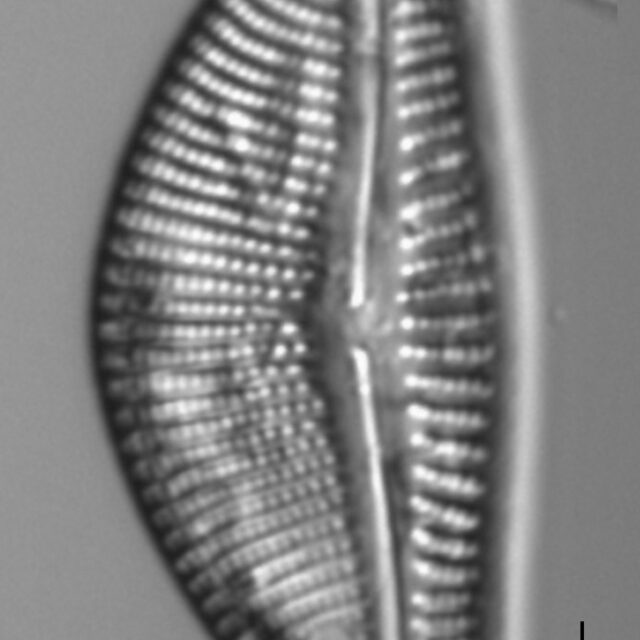 Encyonema latum LM5