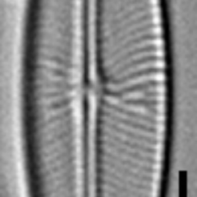 Envekadea vanlandinghamii LM1