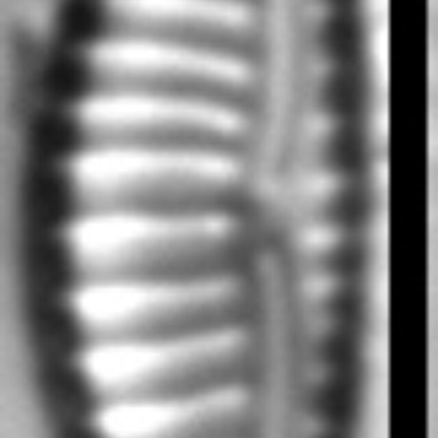 Encyonema fogedii LM1