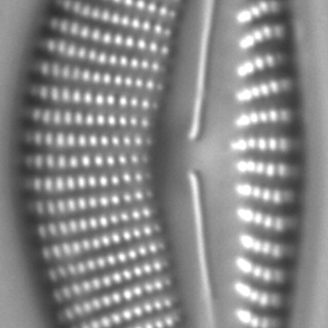 Encyonema Kamtschaticum LM3