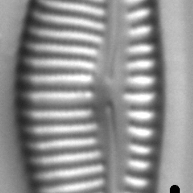 Encyonema lange-bertalotii LM1