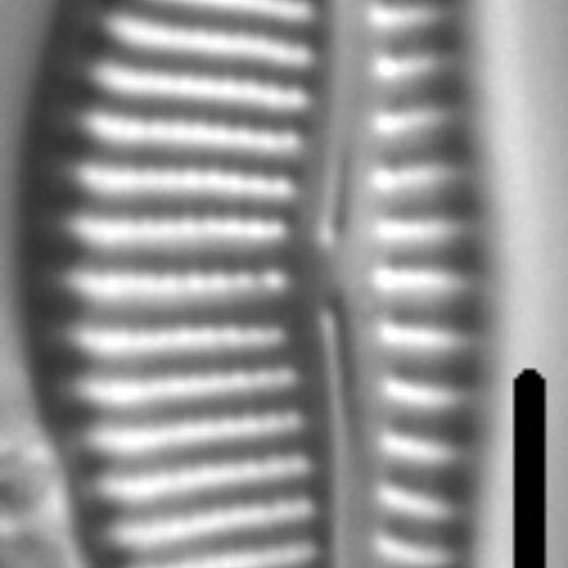 Encyonema lange-bertalotii LM3