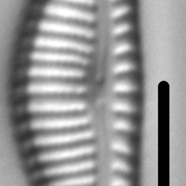 Encyonema lange-bertalotii LM5