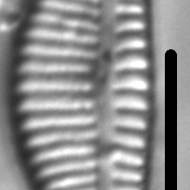 Encyonema lange-bertalotii LM6