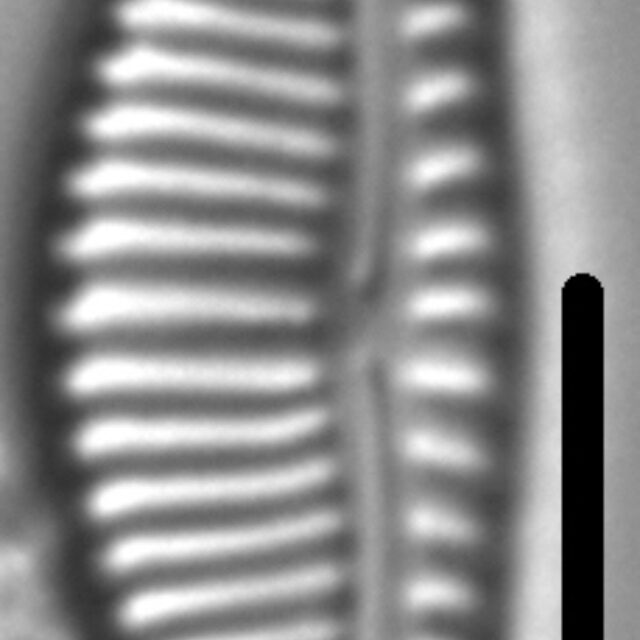 Encyonema latecapitatum LM1