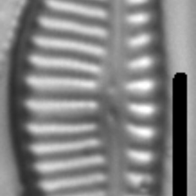 Encyonema latecapitatum LM3