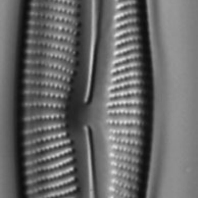 Encyonema neomesianum 07062021 SRS1d EC3 Fig1