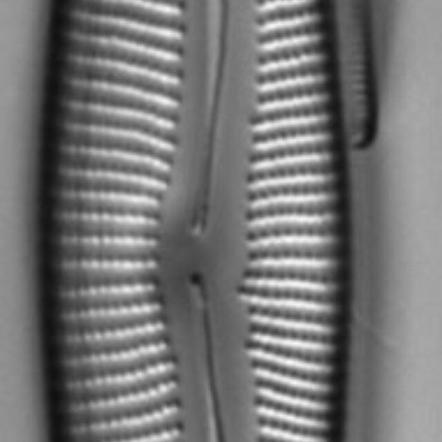 Encyonema neomesianum 07062021 SRS1d EC3 Fig2