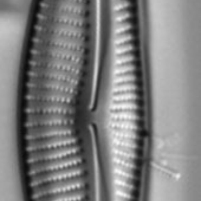 Encyonema neomesianum 07062021 SRS1d EC3 Fig4