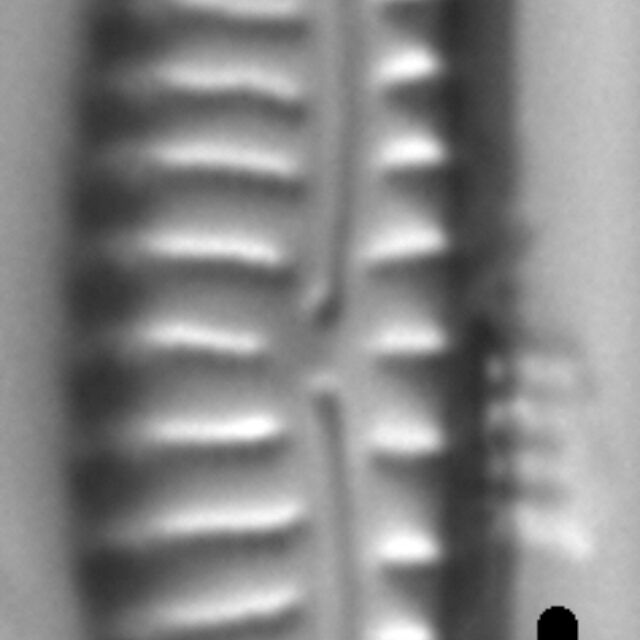 Encyonema paucistriatum LM5