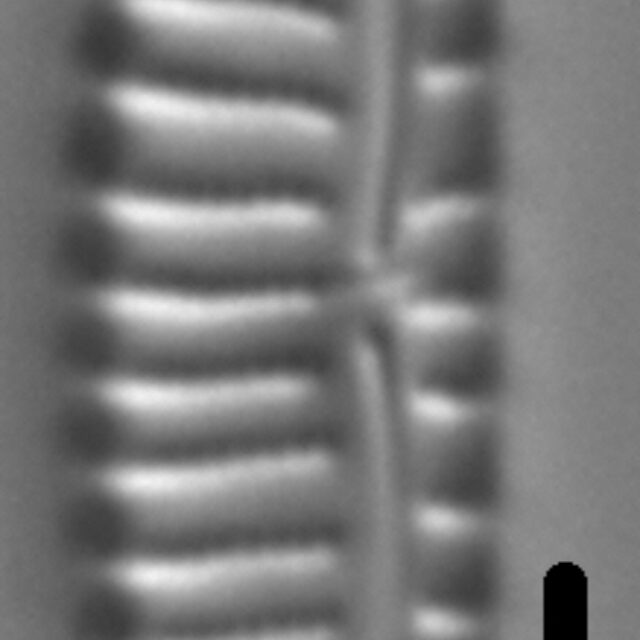 Encyonema paucistriatum LM6