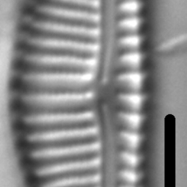 Encyonema Silesiacum LM8