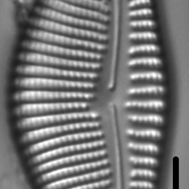 Encyonema sinicum LM6