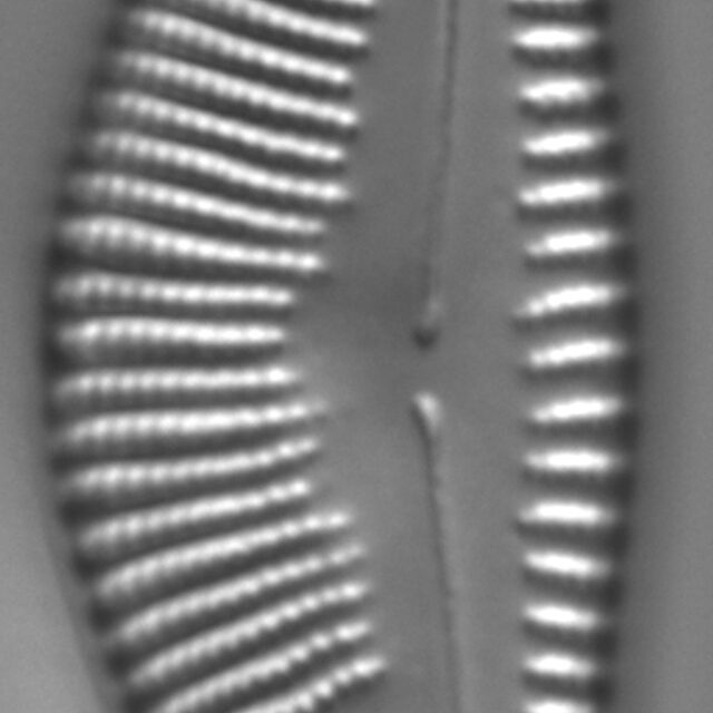 Encyonema sinicum LM4