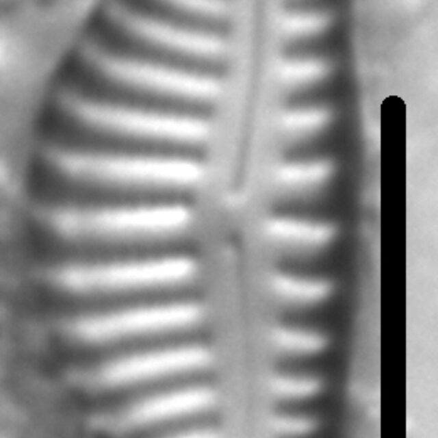 Encyonema montana LM6