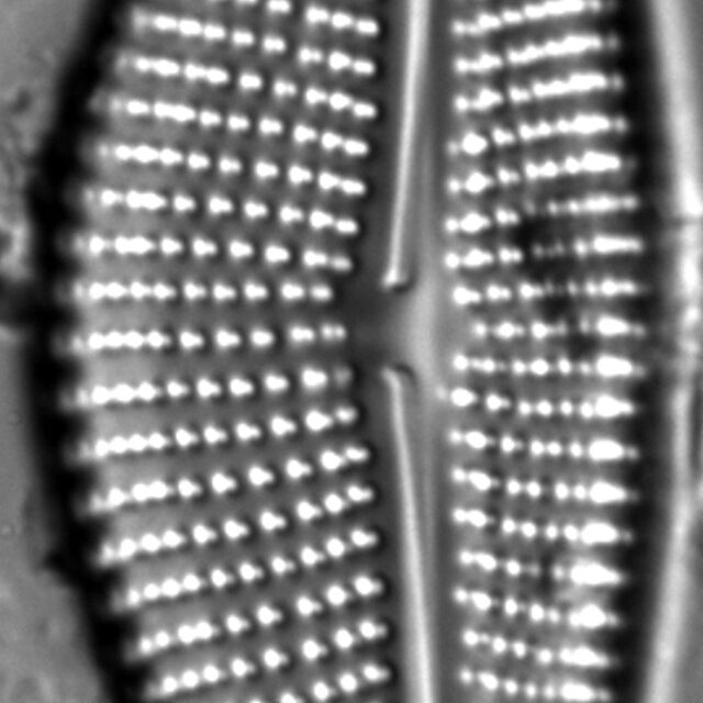 Encyonema triangulum LM3