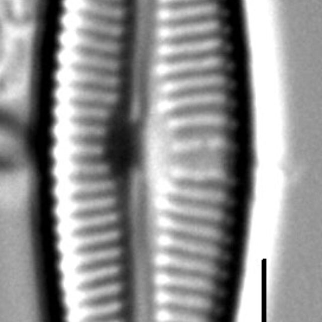 Encyonopsis Cesatiformis 6