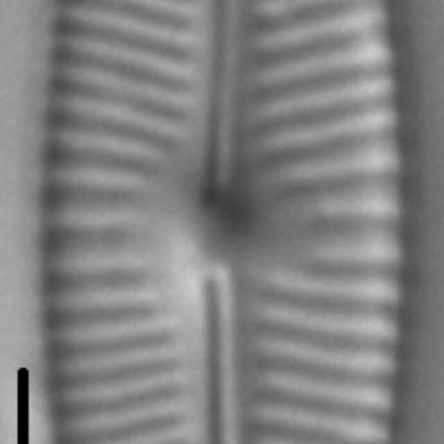 Encyonopsis Descripta 4