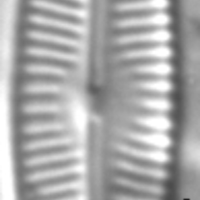 Encyonopsis Descripta 5