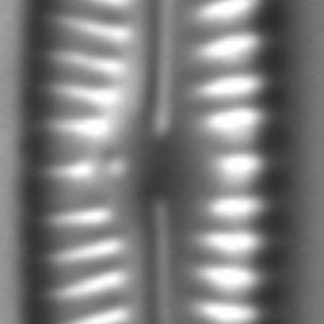 Encyonopsis Neoamphioxys 6