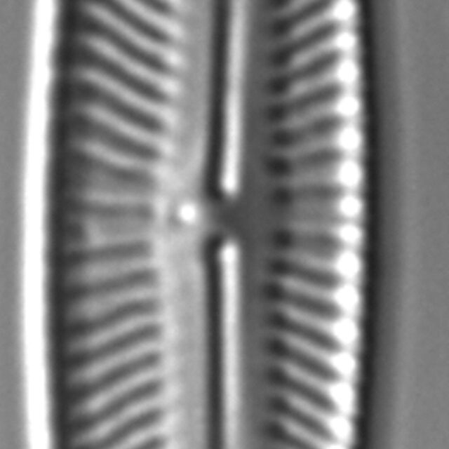 Encyonopsis Subspicula1