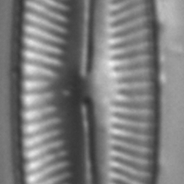 Encyonopsis Subspicula2