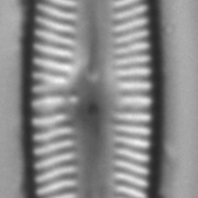 Encyonopsis Subspicula3