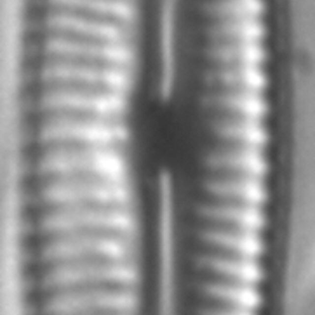 Encyonopsis Subspicula4