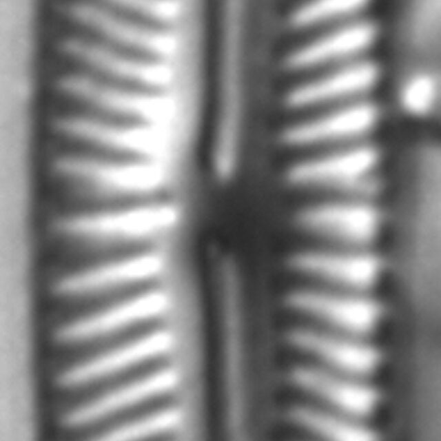 Encyonopsis Subspicula6